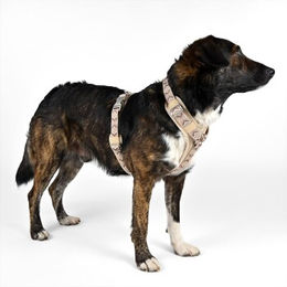 Produktbild von THE DOG IDEA Hundegeschirr Beige Größe M mit Aluminium-Elementen