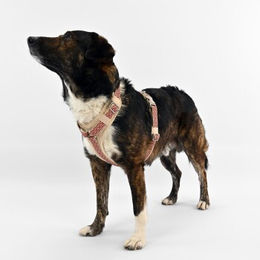 Produktbild von THE DOG IDEA Hundegeschirr June Bunt Größe S mit Aluminium-Elementen