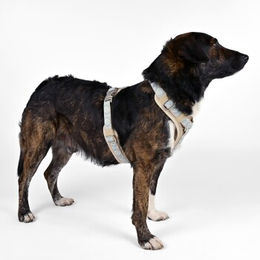 Produktbild von THE DOG IDEA Hundegeschirr Sky in Beige Bunt Größe M