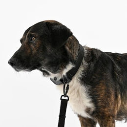 Produktbild von THE DOG IDEA Hundehalsband Trail Khaki Größe M