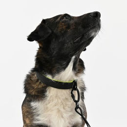 Produktbild von THE DOG IDEA Hundehalsband Trail Neongelb Schwarz Größe L