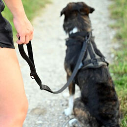 THE DOG IDEA Hundeleine Trail Khaki – Bild 1 von 2