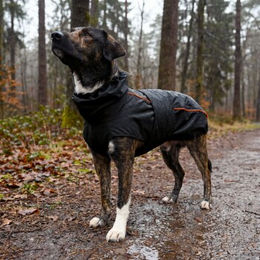 Produktbild von THE DOG IDEA Regenmantel Duke für Hunde aus Microfaser Schwarz XL waterproof