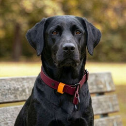 Produktbild von THE DOG IDEA Zugstopp Erziehungshalsband aus Biothane für Hunde Bordeaux Rot Größe M
