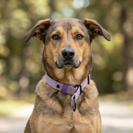 THE DOG IDEA Zugstopp Erziehungshalsband aus Biothane für Hunde Lavendel Größe L wasserfest – Bild 1 von 2