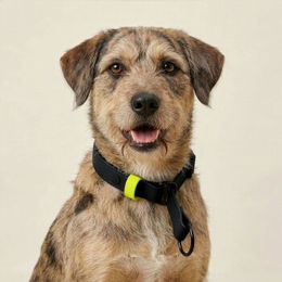 THE DOG IDEA Zugstopp Erziehungshalsband aus Biothane Schwarz XS wasserabweisend – Bild 1 von 2