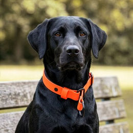 THE DOG IDEA Zugstopp Erziehungshalsband für Hunde aus Biothane wasserfest Orange XS – Bild 1 von 2