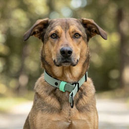 Produktbild von THE DOG IDEA Zugstopp Halsband aus Biothane für Hunde in Sage Grün Größe S wasserfest