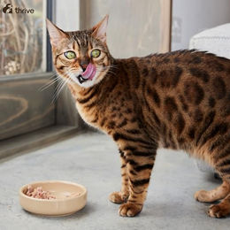 thrive Katze Complete Suppe mit 100% Hühnerbrust und Geflügelleber getreidefrei 12er Pack – Bild 1 von 5