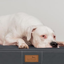 tierlando Orthopädische Hundematratze Oscar Easy Clean aus Kunstleder mit Visco-Schaumfüllung, druckentlastende Hundematte mit rutschfester Unterseite, 100x80cm, Graphit - 1 Stk. – Bild 1 von 9