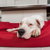 Produktbild von tierlando Orthopädisches Hundebett Sammy mit viscoelastischer Matratze aus Polyester in Dunkelrot Größe 140x105cm