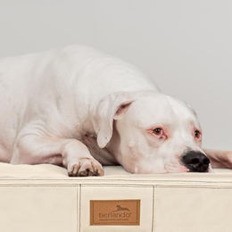 tierlando Oscar Orthopädische Hundematratze aus Kunstleder mit Visco-Schaumfüllung XXL Beige 150x100cm – Bild 1 von 3