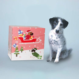 Produktbild von Tierliebhaber-Animagus Adventskalender 2024 Getreidefreie Funktionssnacks mit Insekten für alle Altersstufen und Größen - 650 g