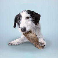 Produktbild von tierliebhaber-animagus Hirschohren mit Fell Monoprotein Naturkauartikel für Hunde aller Größen und Altersstufen 3 Stück - 3 x 300 g