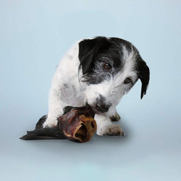 Produktbild von Tierliebhaber-Animagus Rinderohren mit Fell Monoprotein Naturkauartikel für Hunde 300g - 3 x 300 g