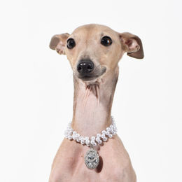 Produktbild von Tinklylife Halskette für Hunde mit Perlen aus Metall in Weiß Größe S