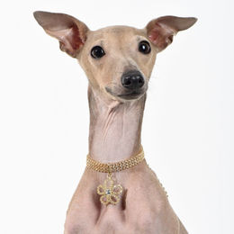 Produktbild von Tinklylife Hundehalskette Blume Größe M