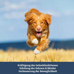 Tjure Gelenk Tabs Gelenktabletten für Hunde mit MSM, Kollagen und Glucosamin 250 g - 250 g – Bild 1 von 9