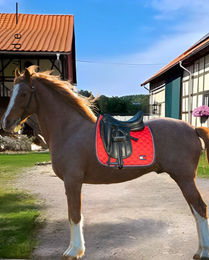 Produktbild von Tommy Hilfiger Dressurschabracke Kingston aus Baumwolle in Rot