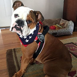 Tre Ponti Brio Hundegeschirr rot mit reflektierendem Rand Größe L – Bild 1 von 2