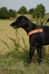 Tre Ponti Primo Plus Hundegeschirr aus Nylon in Orange Größe L 65-80 cm – Bild 1 von 2