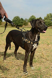 Produktbild von Tre Ponti Sportgeschirr Latz für Hunde mit Brustgurt und Stirnband Grau XL