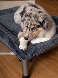 TrendPet Harmony Gefütterte Hundedecke für HighBed aus Polyester in Grau – Bild 1 von 10