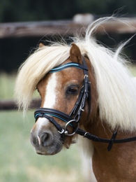 Trense LITTLE für Shetty in Schwarz – Bild 1 von 2
