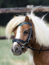 Produktbild von Trense LITTLE für Shetty in Schwarz