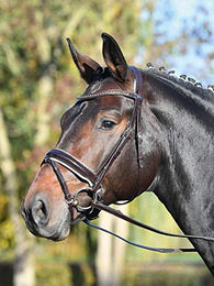 Trense LUXURY für Warmblut Pferde in Schwarz – Bild 1 von 3