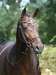 Trense MODENA für Warmblut aus Leder in Schwarz oder Weiß – Bild 1 von 5