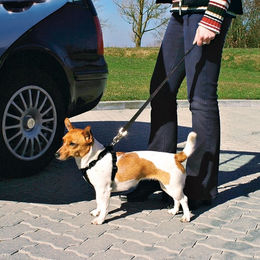 Trixie Auto-Sicherheitsgeschirr für Hunde in Schwarz Größe M – Bild 1 von 3