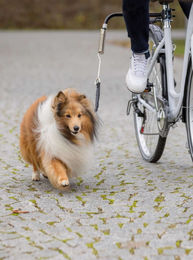 Trixie Biker-Set Sportgeschirr und Leine mit Abstandhalter für Hunde in Schwarz und Grau – Bild 1 von 10