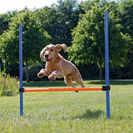 Trixie Fun Agility Hürde für Hunde aus Kunststoff in Blau und Orange – Bild 1 von 5