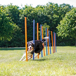 Trixie Fun Agility Slalom Hundespielzeug aus Kunststoff Blau Orange 12 Stück 3 x 115 cm – Bild 1 von 7
