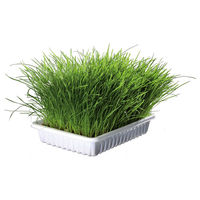 Produktbild von Trixie Katzengras Saatgut zum Selbstziehen für Katzen 100 g