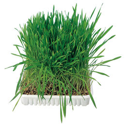 Trixie Katzengras-Schale mit veganem Katzengras zur Unterstützung der Haarballenregulierung 100 g - 100 g – Bild 1 von 5