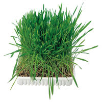 Produktbild von Trixie Katzengras-Schale mit veganem Katzengras zur Unterstützung der Haarballenregulierung 100 g - 100 g