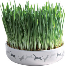 Trixie Keramikschale für Katzengras mit Saatgut in Weiß und Grün Ø 15 x 4 cm - 50 g – Bild 1 von 7