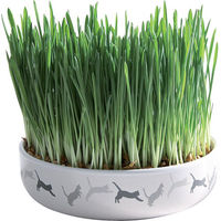Produktbild von Trixie Keramikschale für Katzengras mit Saatgut in Weiß und Grün Ø 15 x 4 cm - 50 g