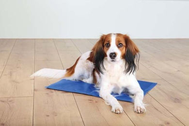 Trixie Kühlmatte für Hunde und Katzen aus Polyester in Blau/Grau XL XXL - 100 cm – Bild 1 von 10