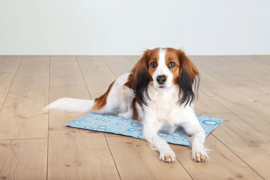 Trixie Kühlmatte für Hunde und Katzen Blau Größe S - 1 Stk. – Bild 1 von 3