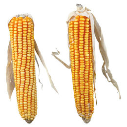 Trixie Natur-Snack Maiskolben mit Lieschblatt für Kaninchen 250 g - 2 x 125 g – Bild 1 von 4