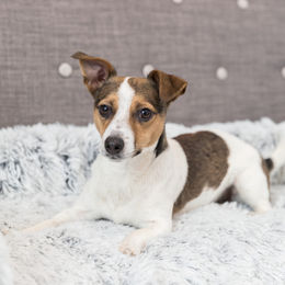 Trixie Polster-Schondecke Harvey Hundedecke Grau Weiß Schwarz 90 x 90 cm – Bild 1 von 4