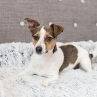Produktbild von Trixie Polster-Schondecke Harvey Hundedecke Grau Weiß Schwarz 90 x 90 cm