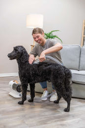 Trixie Schermaschinenset mit Fellsauger für Hunde in Weiß – Bild 1 von 11