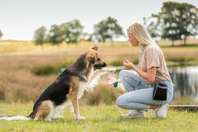 Trixie Stripes Kausnack Geflügel für Hunde ohne Zuckerzusatz 100 g - 15 x 100 g – Bild 1 von 3