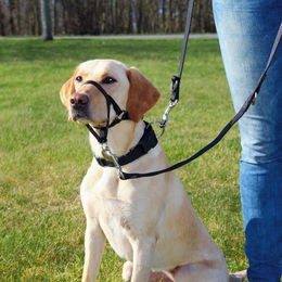 Produktbild von Trixie Top Trainer Ausbildungsgeschirr für Hunde Schwarz Größe L