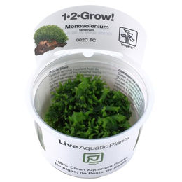 Tropica 1-2-Grow! Monosolenium tenerum Lebende Wasserpflanze im Becher – Bild 1 von 5