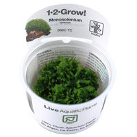 Produktbild von Tropica 1-2-Grow! Monosolenium tenerum Lebende Wasserpflanze im Becher